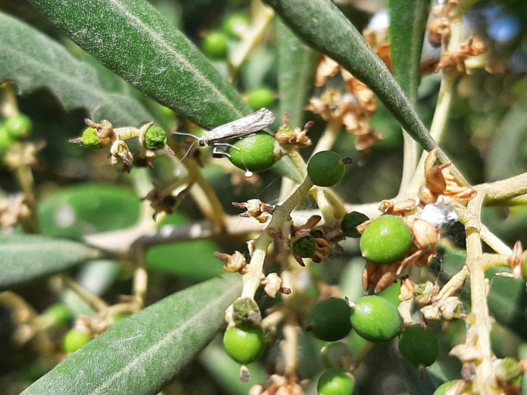 Biogard - Las generaciones de la polilla del olivo y su importancia
