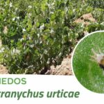 Tetranychus-urticae-viña