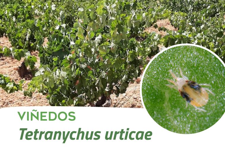 Biogard - Tetranychus urticae en viña