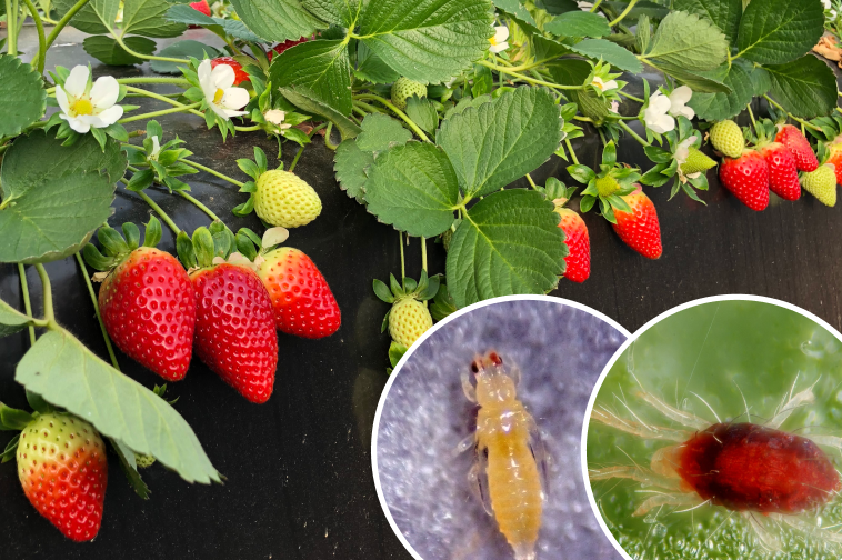 Biogard - Solución eficaz para trips y ácaros en fresa
